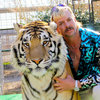 31xp-tigerking-mediumSquareAt3X.jpg